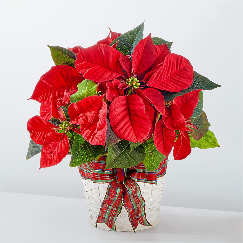 Happiest Holidays Poinsettia – The Rusty Willow, Grove OK