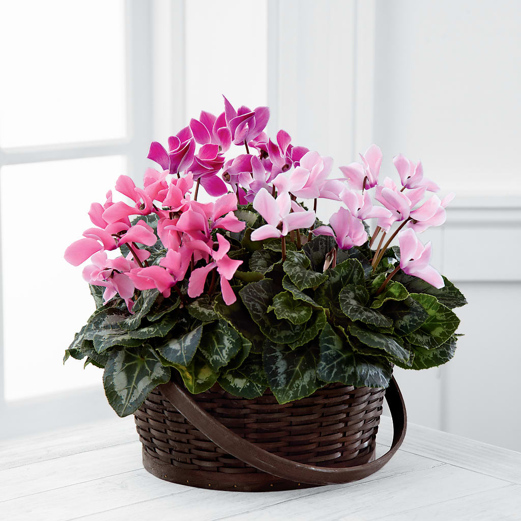 Mixed Cyclamen Planter – The Rusty Willow, Grove OK