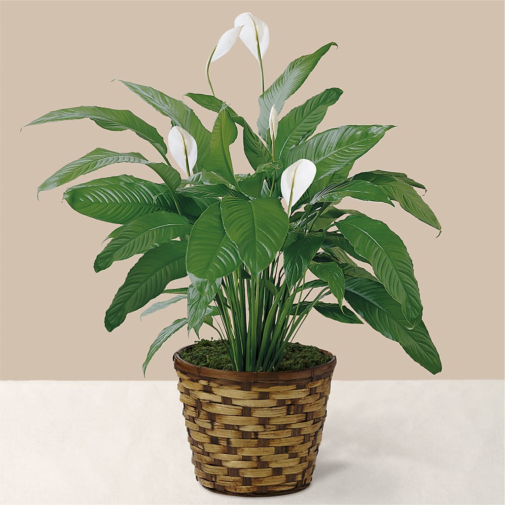 Tranquil Moments Peace Lily Plant – The Rusty Willow, Grove OK