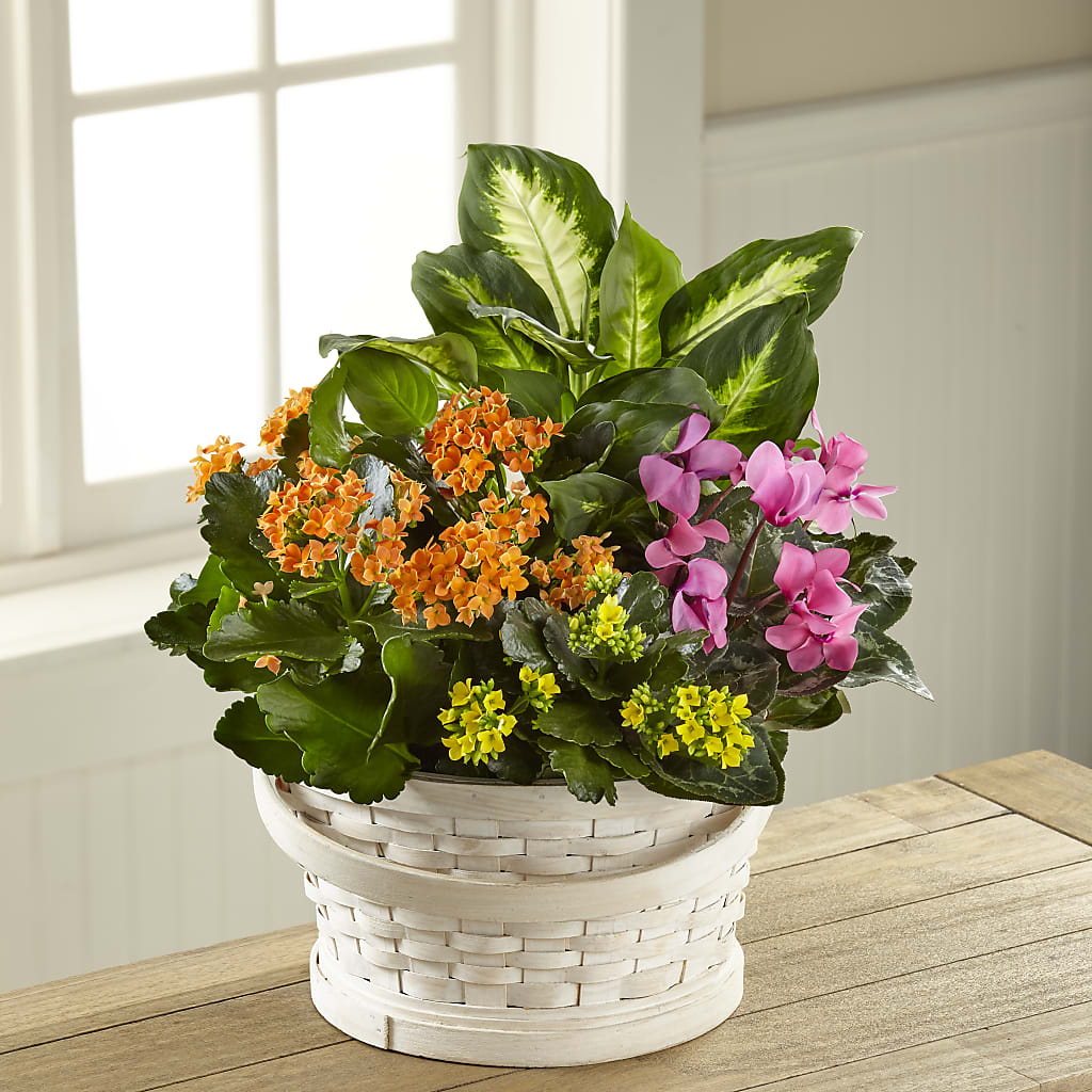 Color Crush Dishgarden – The Rusty Willow, Grove OK