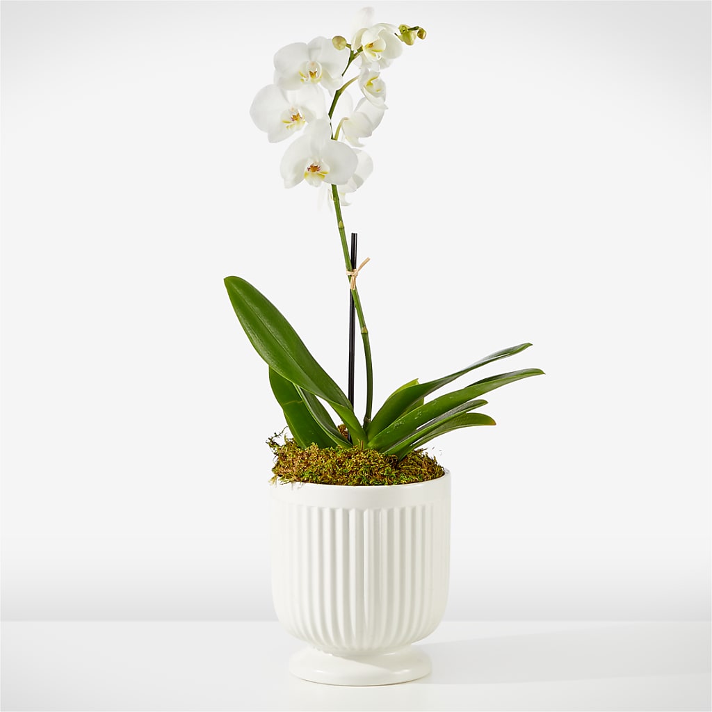 Whispering White Orchid – The Rusty Willow, Grove OK