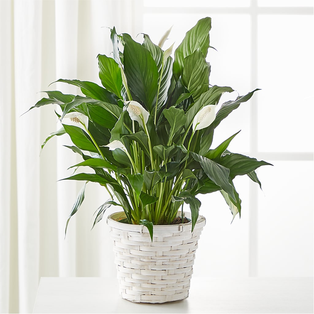 A New Leaf Peace Lily – The Rusty Willow, Grove OK