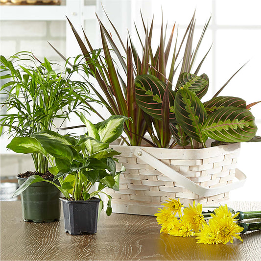 Florist Designed Blooming and Green Plants in a Basket –  The Rusty Willow, Grove OK