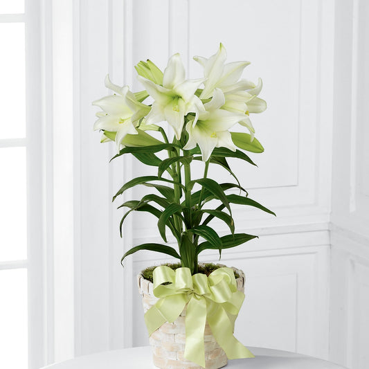 Easter Lily Plant –  The Rusty Willow, Grove OK