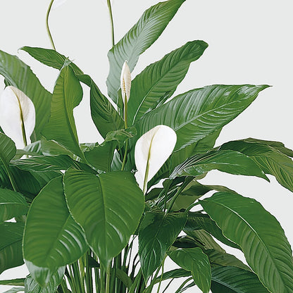 Tranquil Moments Peace Lily Plant –  The Rusty Willow, Grove OK