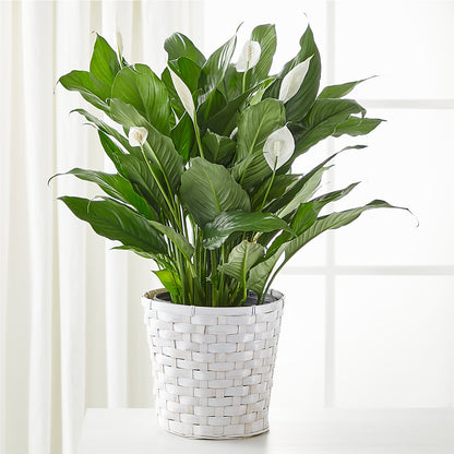 floating peace lily A New Leaf Peace Lily – white flower arrangement | Grove, OK