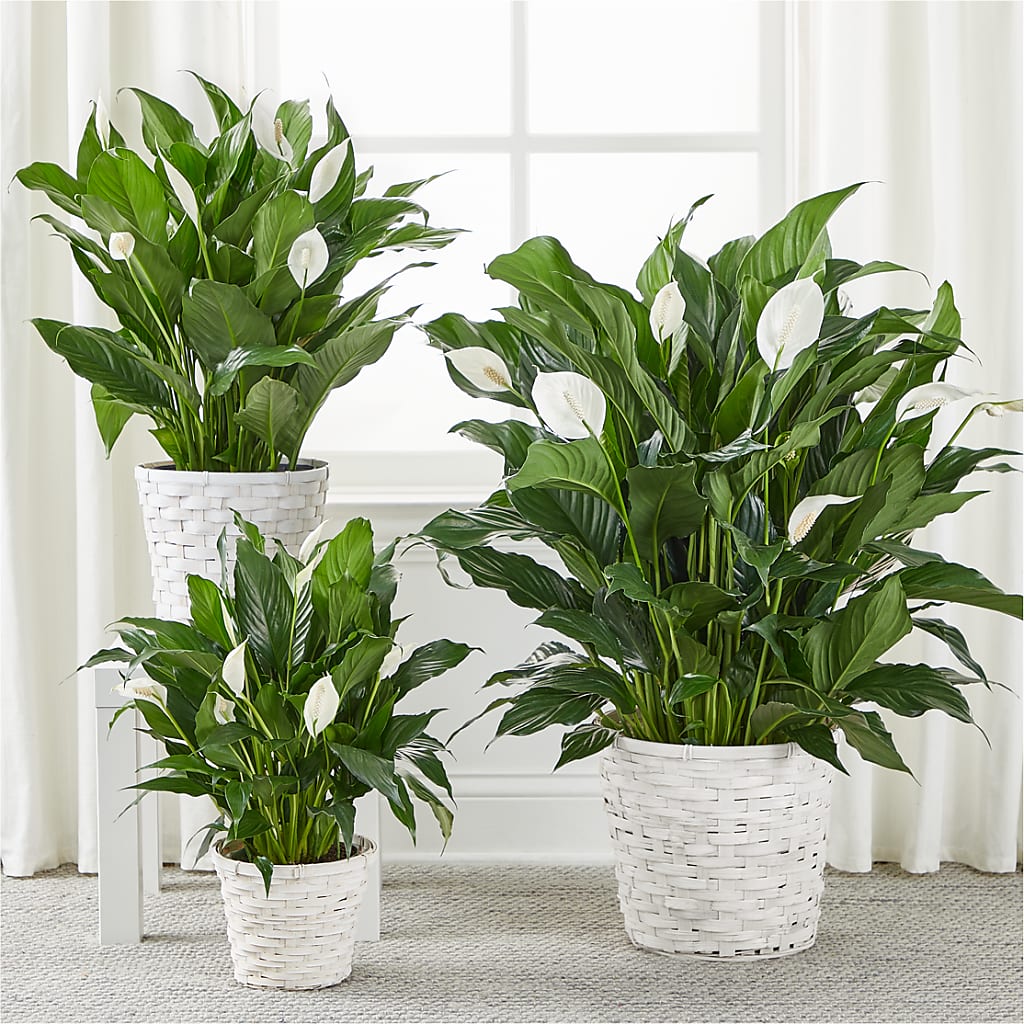 A New Leaf Peace Lily –  The Rusty Willow, Grove OK