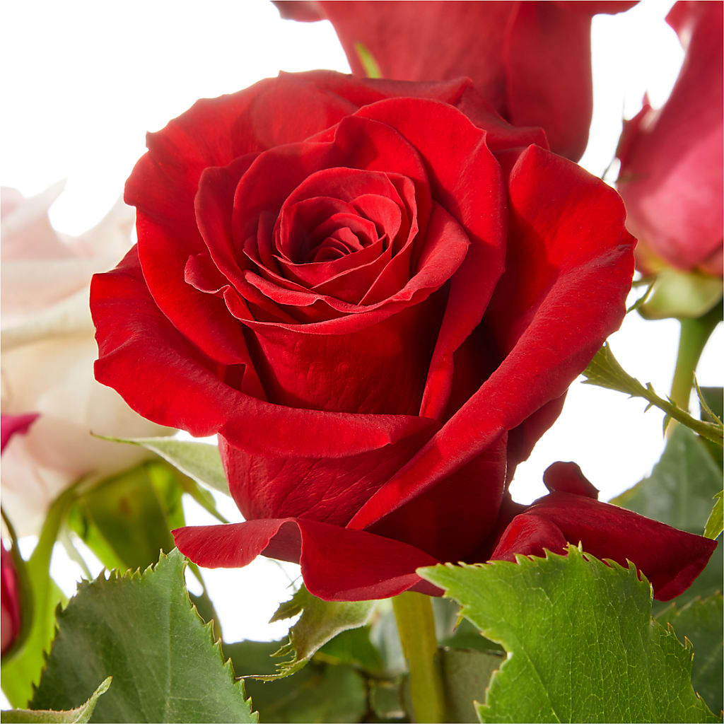 Love Notes Rose Bouquet –  The Rusty Willow, Grove OK